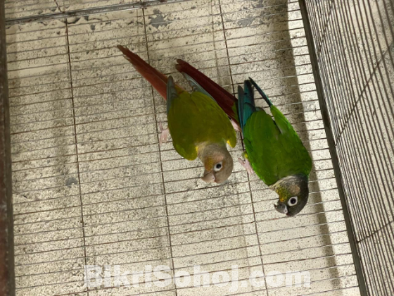 Conure breeding